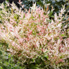 Himmelsbambus ‚Twilight' – Nandina domestica – Ansicht 4
