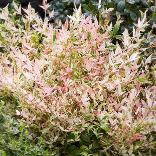 Himmelsbambus ‚Twilight' – Nandina domestica – Ansicht 4