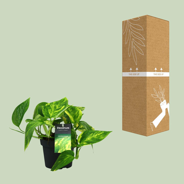 Efeutute ‚HiColor' – Epipremnum pinnatum – Ansicht 3