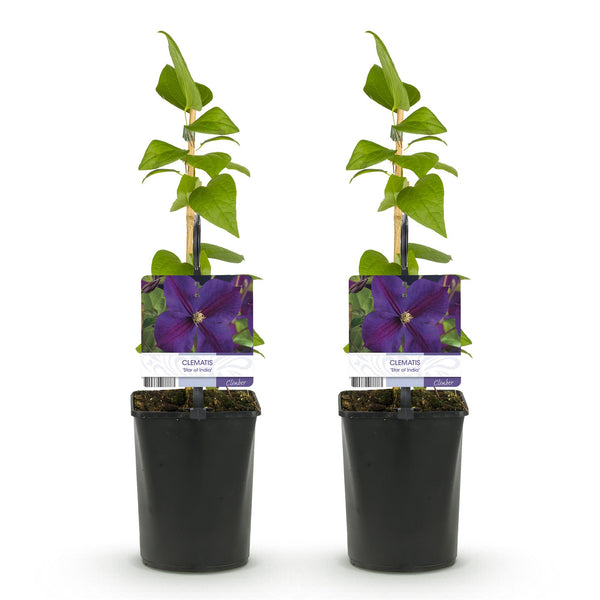 Waldrebe ‚Star of India' – Clematis – Ansicht 2