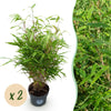 Schirmbambus – Fargesia rufa