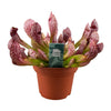 Schlauchpflanze ‚Scarlet Belle' – Sarracenia