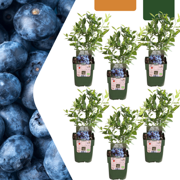 Heidelbeere – Vaccinium corymbosum