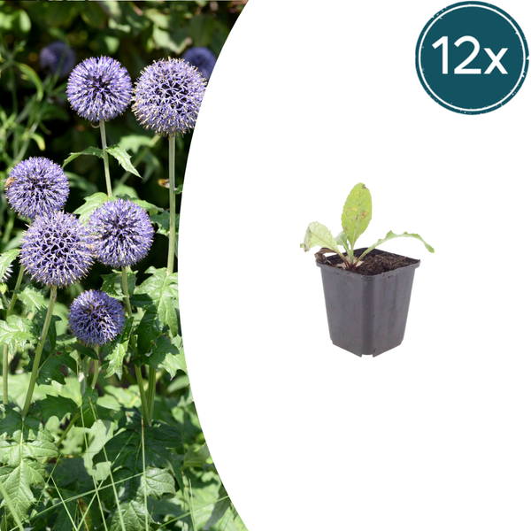 Kugeldistel – Echinops ritro