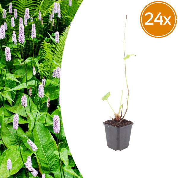 Kerzenknöterich ‚Alba' – Persicaria amplexicaulis