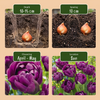 Gefüllte Tulpe ‚Double Lilac' – Tulipa – Ansicht 4