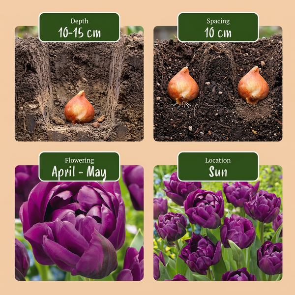 Gefüllte Tulpe ‚Double Lilac' – Tulipa – Ansicht 4