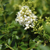 Liguster Stämmchen – Ligustrum delavayanum – Ansicht 4