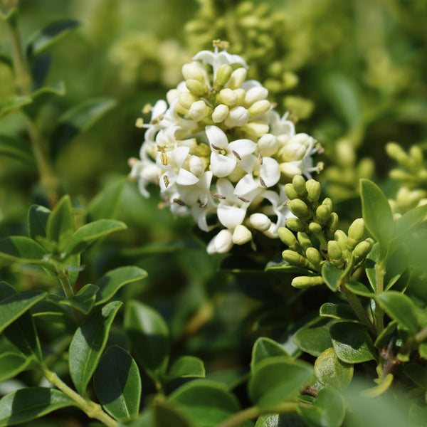 Liguster Stämmchen – Ligustrum delavayanum – Ansicht 4
