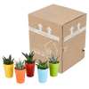 Sukkulenten-Set „Gasteria & Haworthia-Mix" – Gasterien und Haworthien – Ansicht 16
