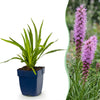 Prachtscharte – Liatris spicata