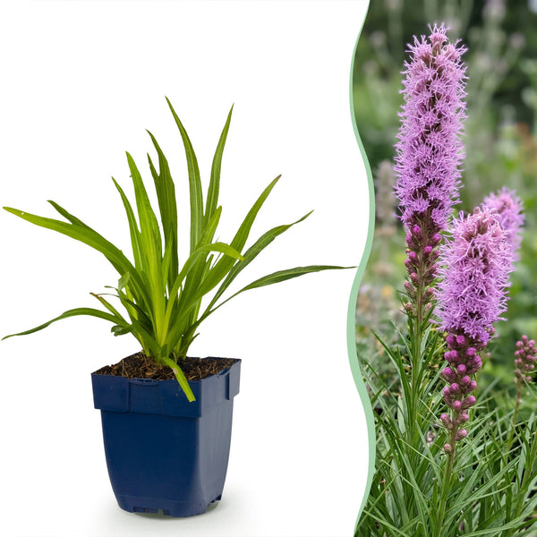 Prachtscharte – Liatris spicata
