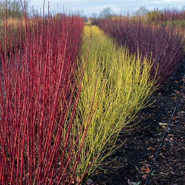 Weißer Hartriegel ‚Tricolour' – Cornus alba – Ansicht 5