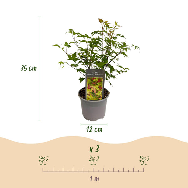 Fächerahorn ‚Little Princess' – Acer palmatum – Ansicht 3