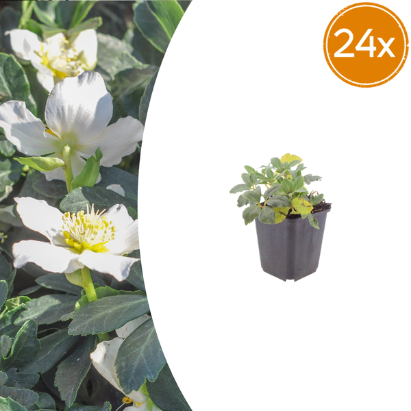 Christrose – Helleborus niger