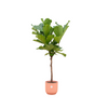 Geigenfeige – Ficus lyrata
