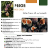Obstpflanzen-Set „Süße Ernte Trio" – 3 verschiedene BIO-Obstpflanzen – Ansicht 16