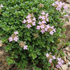 Kriech-Thymian ‚Minor' – Thymus praecox – Ansicht 5