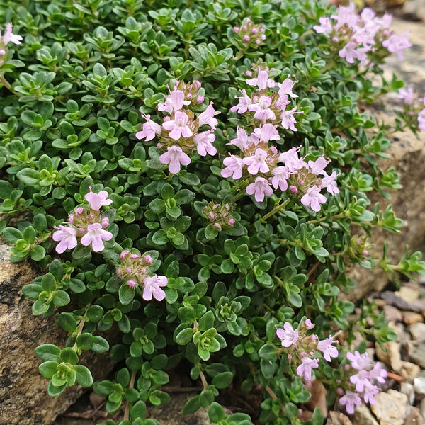 Kriech-Thymian ‚Minor' – Thymus praecox – Ansicht 5