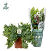 Goldtüpfelfarn ‚Davana' – Phlebodium aureum – Ø 12 cm · 35 cm