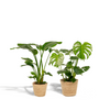 Zimmerpflanzen-Set „Strelitzie & Monstera" – Strelitzia nicolai und Monstera deliciosa mit Korb