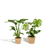 Zimmerpflanzen-Set „Strelitzie & Monstera" – Strelitzia nicolai und Monstera deliciosa mit Korb