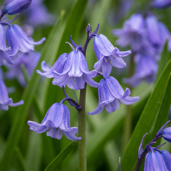 Atlantisches Hasenglöckchen – Hyacinthoides non-scripta