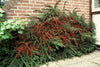 Fächer-Zwergmispel – Cotoneaster horizontalis – Ansicht 5