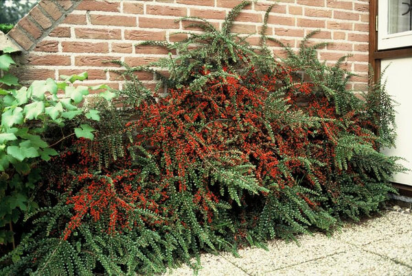 Fächer-Zwergmispel – Cotoneaster horizontalis – Ansicht 5