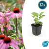 Purpur-Sonnenhut ‚Magnus' – Echinacea purpurea