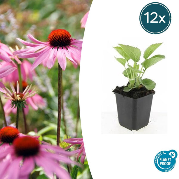 Purpur-Sonnenhut ‚Magnus' – Echinacea purpurea