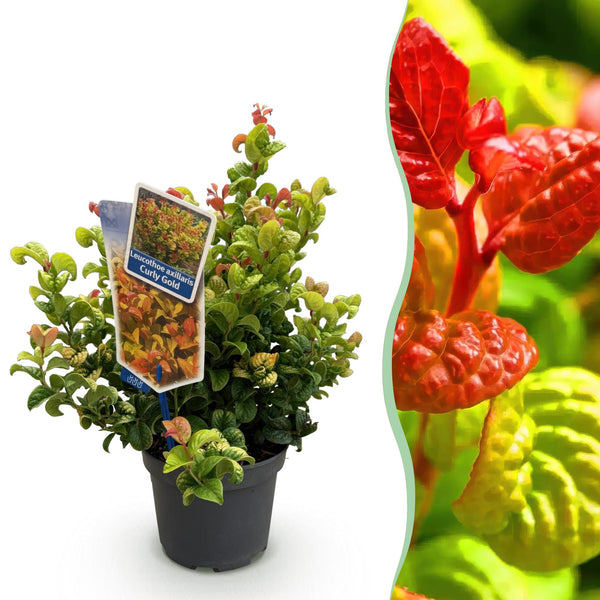 Traubenheide ‚Curly Gold' – Leucothoe fontanesiana – 1 Stück