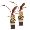 Zierbanane ‚Maurelii' – Ensete ventricosum – Ansicht 2