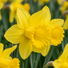 Narzisse ‚Carlton' – Narcissus