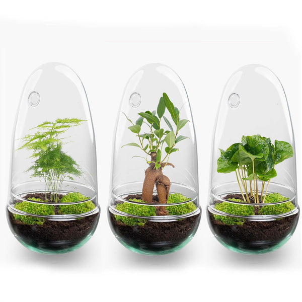 Flaschengarten-Set „Egg" – Bonsai im Glas – Ansicht 4