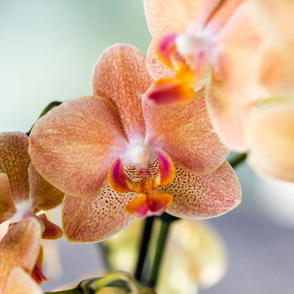 Schmetterlingsorchidee Überraschungsbox Diamond – Phalaenopsis – Ansicht 3