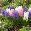 Hyazinthe ‚Pastel Mix' – Hyacinthus orientalis – Ansicht 2