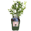 Obstpflanzen-Set „Früchte-Oase" – 5 verschiedene BIO-Obstpflanzen – Ansicht 16