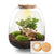 Flaschengarten-Set „Emma" – DIY-Kit mit Kaffeepflanze