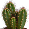 Kakteen-Set „Cereus-Mix“ – 3 Säulenkakteen – Ansicht 5