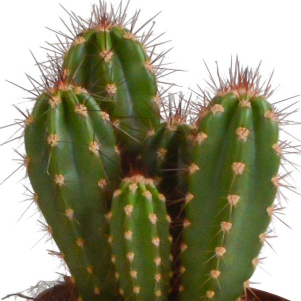 Kakteen-Set „Cereus-Mix“ – 3 Säulenkakteen – Ansicht 5