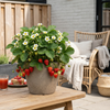 Erdbeere – Fragaria × ananassa – Ansicht 3