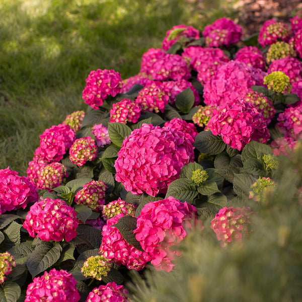 Bauernhortensie ‚Endless Summer Summer Love Red' – Hydrangea macrophylla – Ansicht 6