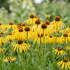 Gelber Sonnenhut – Echinacea paradoxa – Ansicht 4