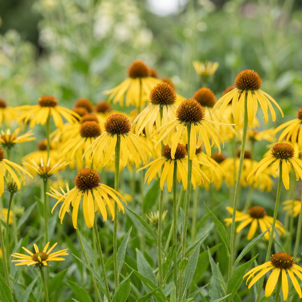 Gelber Sonnenhut – Echinacea paradoxa – Ansicht 4