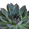 Sukkulenten-Set „Echeveria-Mix“ – 3 Echeverien – Ansicht 5
