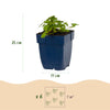 Storchschnabel ‚Spessart' – Geranium macrorrhizum – Ansicht 3