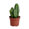Polaskia chula