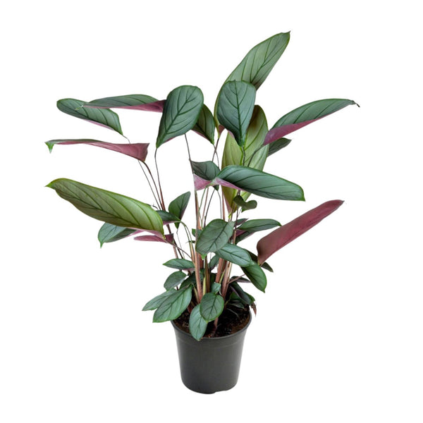 Ctenanthe setosa