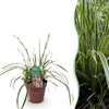 Japan-Segge ‚Ice Dance' – Carex morrowii